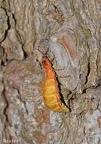 Glühwürmchen (Lampyridae sp.)